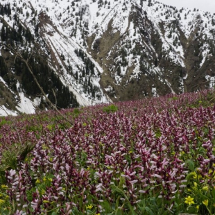 Corydalis ledebouriana